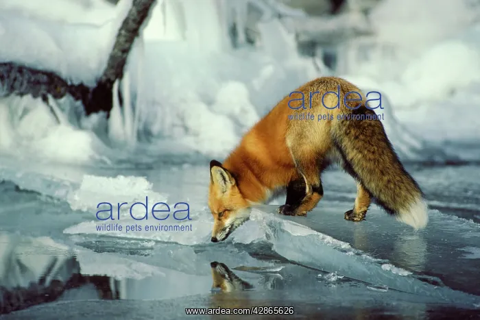 : Red FOX- along edge of frozen lake, November : Red FOX- along edge of frozen lake, November