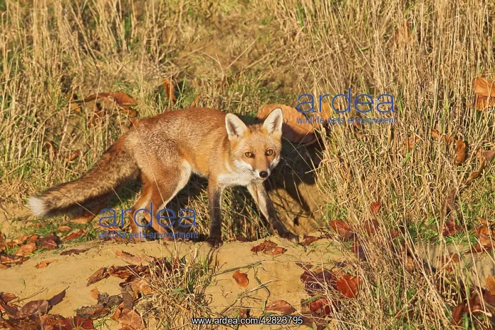 : Red Fox - at entrance to earth in afternoon sun : Red Fox - at entrance to earth in afternoon sun