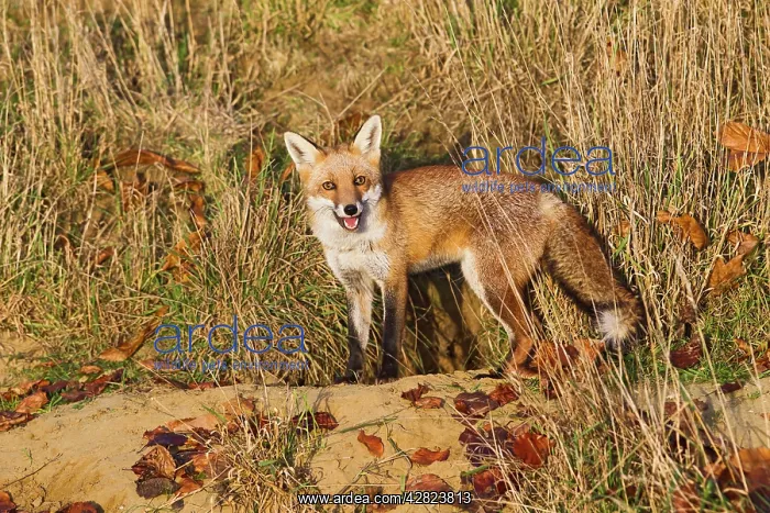 : Red Fox - at entrance to earth in afternoon sun : Red Fox - at entrance to earth in afternoon sun