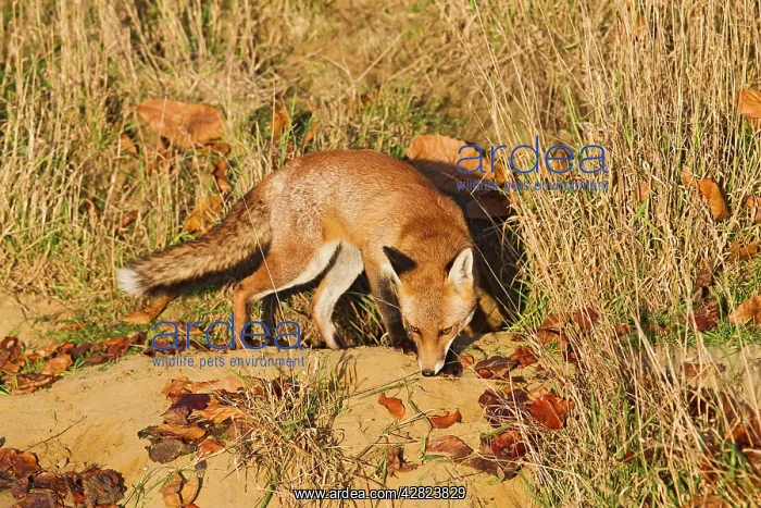 : Red Fox - at entrance to earth in afternoon sun : Red Fox - at entrance to earth in afternoon sun