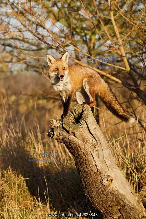 : Red Fox -exploring log in afternoon sun : Red Fox -exploring log in afternoon sun