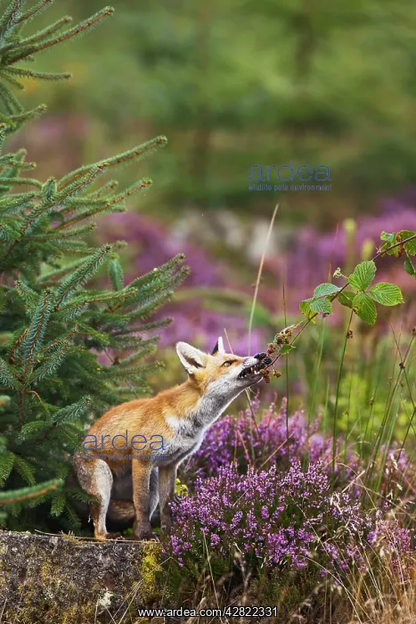 : Red Fox - feeding on blackberries - controlled conditions : Red Fox - feeding on blackberries - controlled conditions