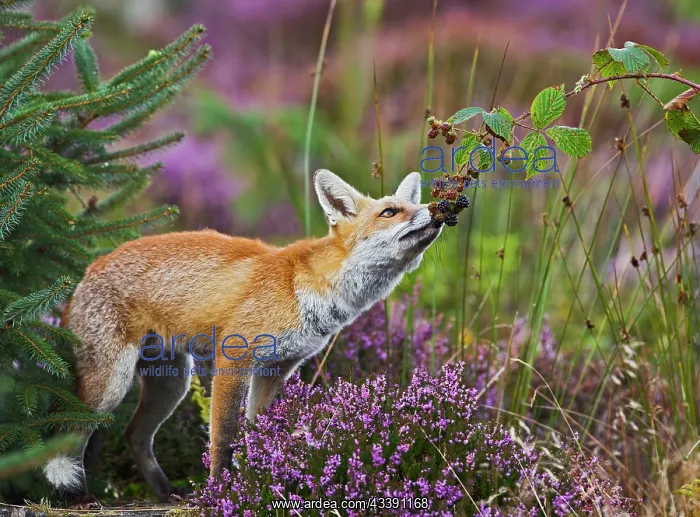 : Red Fox - feeding on blackberries - controlled conditions : Red Fox - feeding on blackberries - controlled conditions
