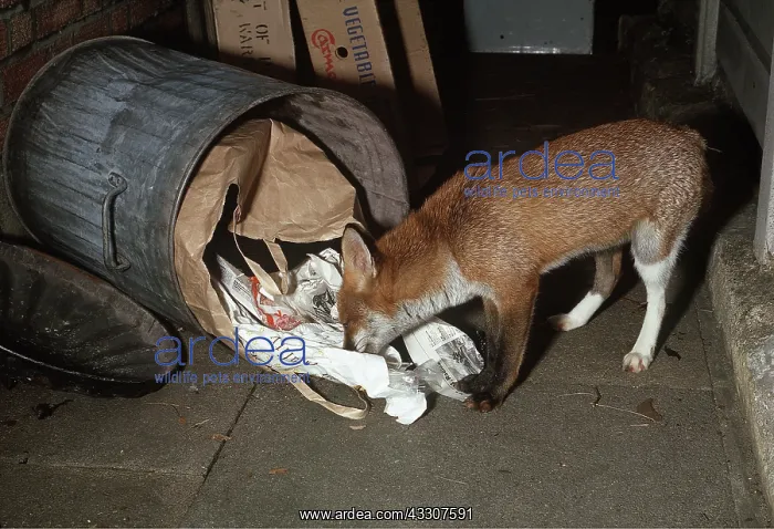 : Red FOX - feeding at overturned dustbin : Red FOX - feeding at overturned dustbin