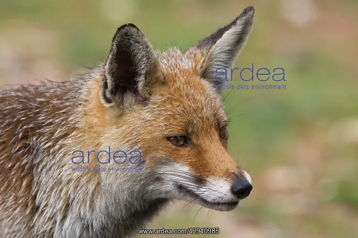 : Red Fox - Female, April : Red Fox - Female, April