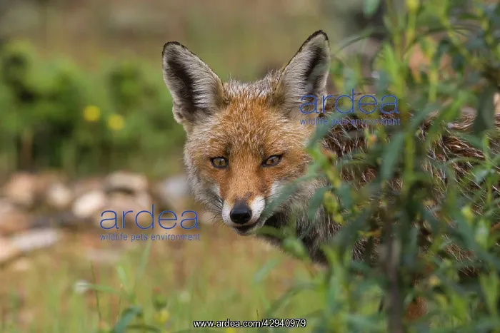 : Red Fox - female, still wet after rainstorm, April : Red Fox - female, still wet after rainstorm, April