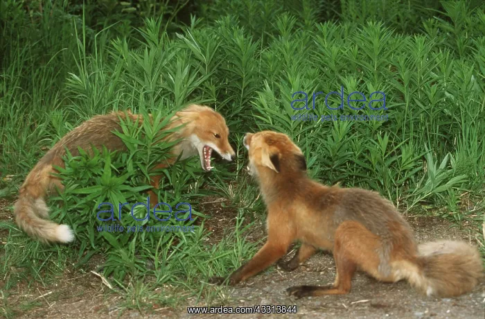 : Red Fox - two fighting : Red Fox - two fighting