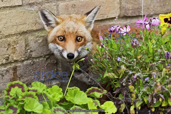  : Red Fox - behind flowers on garden patio