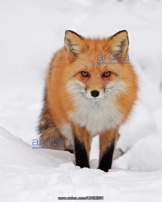 : Red fox foraging in winter, Colorado, United States : Red fox foraging in winter, Colorado, United States