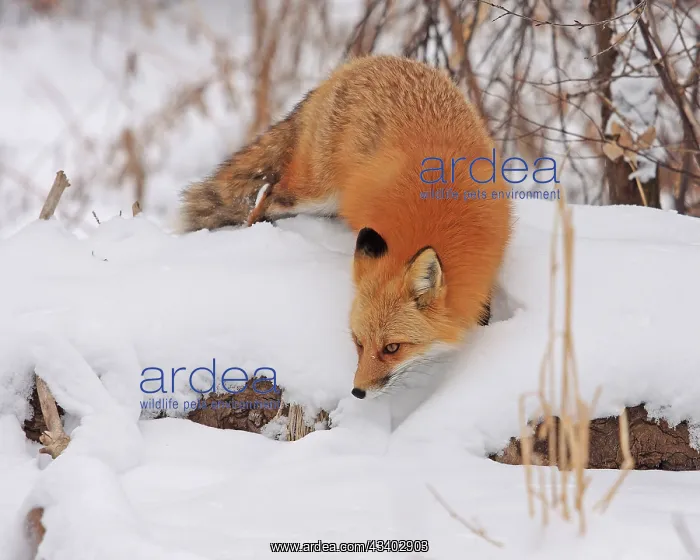 : Red fox foraging in winter, Colorado, United States : Red fox foraging in winter, Colorado, United States