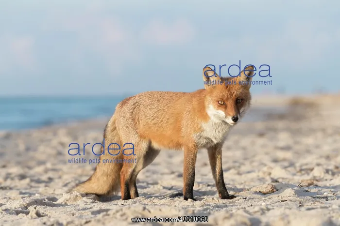: Red Fox - fox at the beach - Germany : Red Fox - fox at the beach - Germany