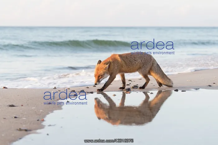 : Red Fox - fox at the beach - Germany : Red Fox - fox at the beach - Germany