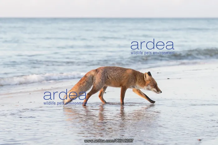  : Red Fox - fox at the beach - Germany