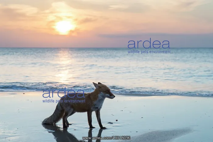: Red Fox - fox at the beach - Germany : Red Fox - fox at the beach - Germany