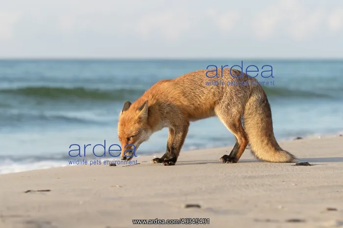 : Red Fox - fox at the beach - Germany : Red Fox - fox at the beach - Germany