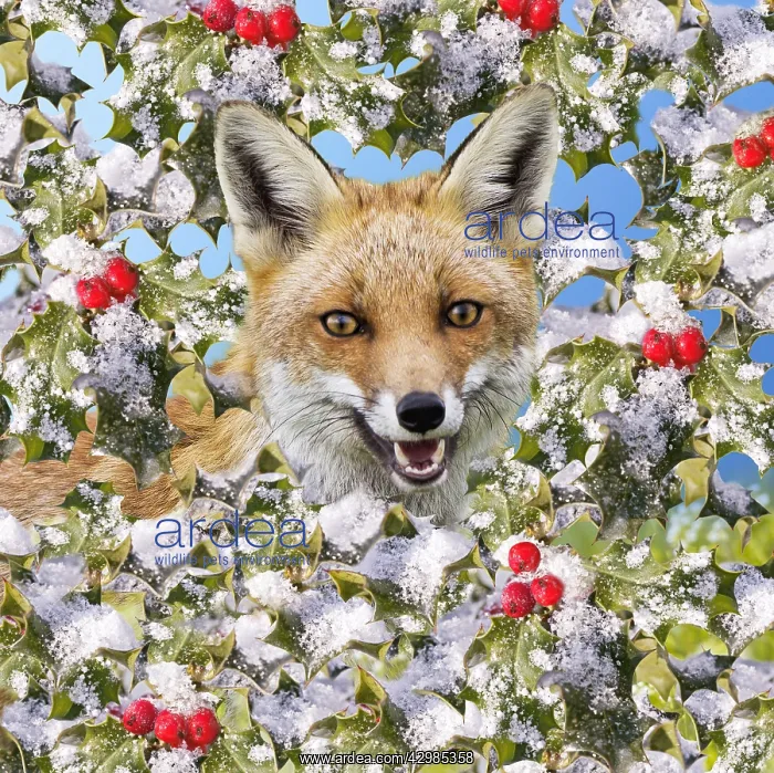 : Red Fox In frozen holly with berries : Red Fox In frozen holly with berries
