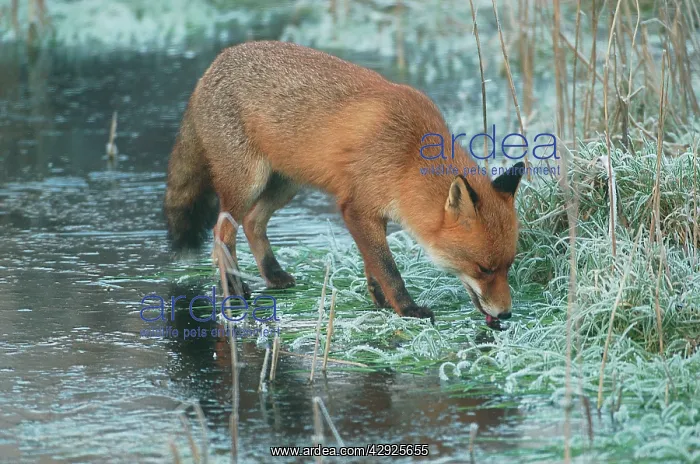 : Red Fox - On frozen pond : Red Fox - On frozen pond