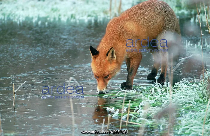 : Red Fox - On frozen pond : Red Fox - On frozen pond