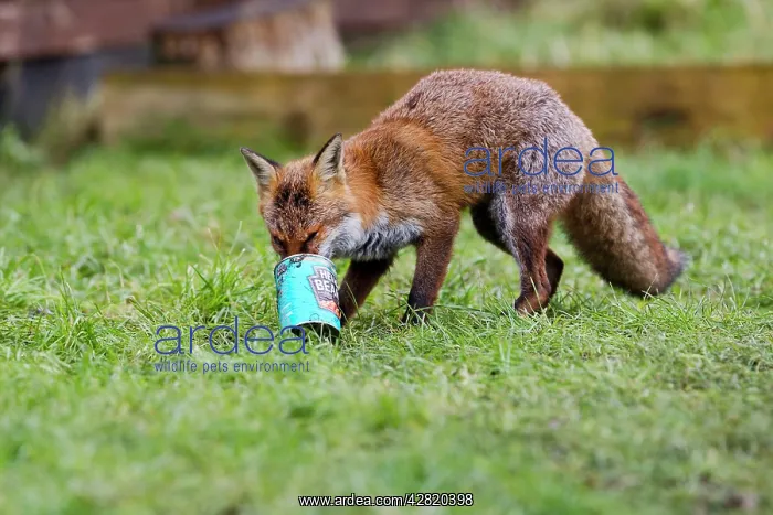  : Red Fox - in back garden with can from dustbin