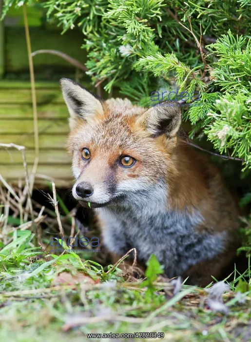 : Red Fox - in back garden under patio : Red Fox - in back garden under patio