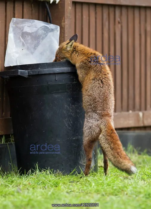  : Red Fox - in back garden scavenging from dustbin