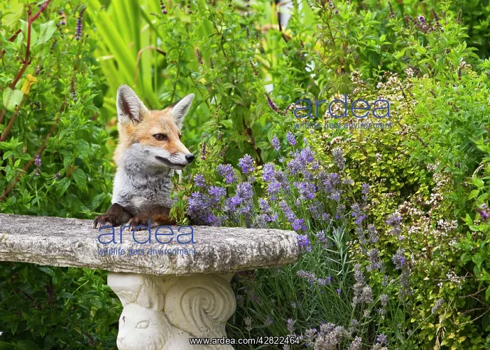: Red Fox - on garden seat - controlled conditions : Red Fox - on garden seat - controlled conditions