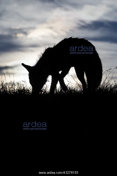 : Red fox on the grass in a french alps mountain : Red fox on the grass in a french alps mountain