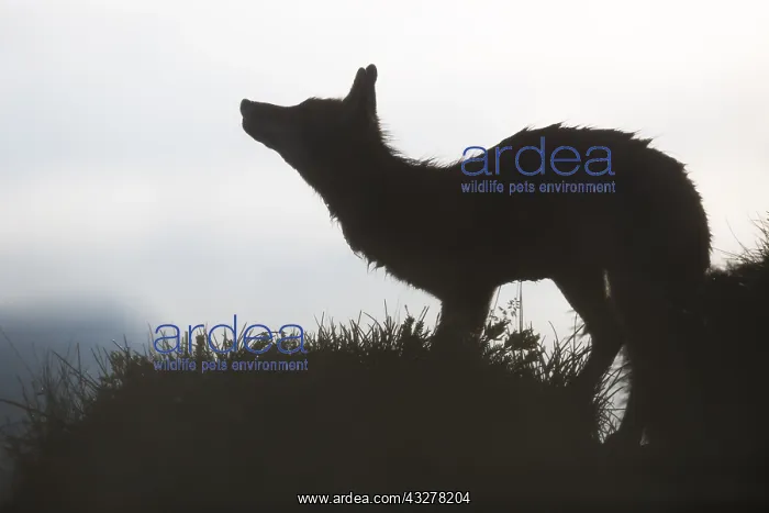 : Red fox on the grass in a french alps mountain : Red fox on the grass in a french alps mountain
