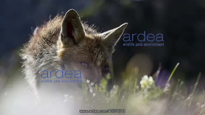 : Red fox on the grass in a french alps mountain : Red fox on the grass in a french alps mountain