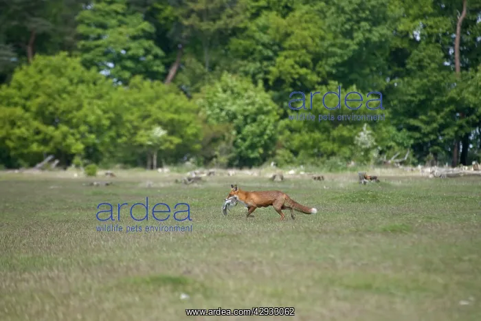 : Red Fox - With Grey Squirrel kill, running back to den : Red Fox - With Grey Squirrel kill, running back to den
