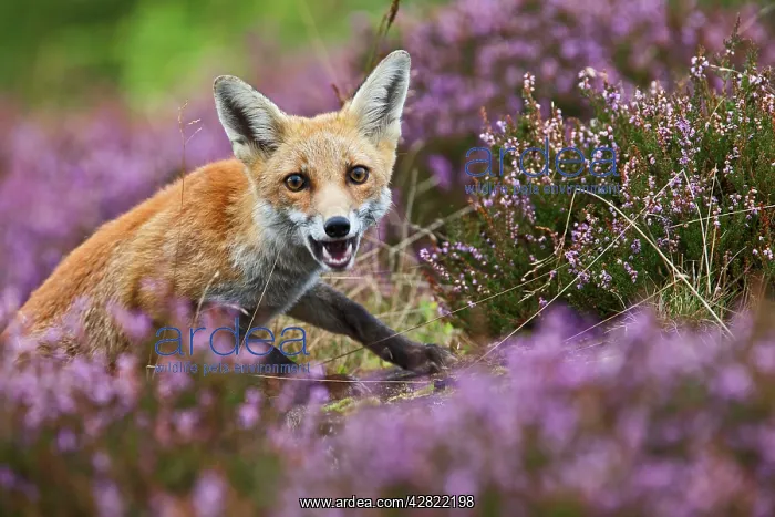 : Red Fox - in heather - controlled conditions : Red Fox - in heather - controlled conditions