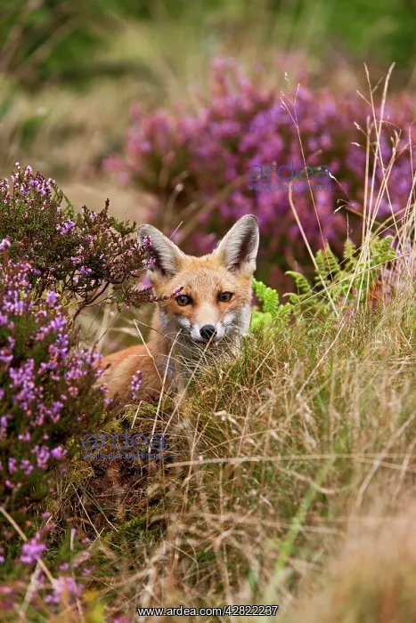 : Red Fox - in heather - controlled conditions : Red Fox - in heather - controlled conditions