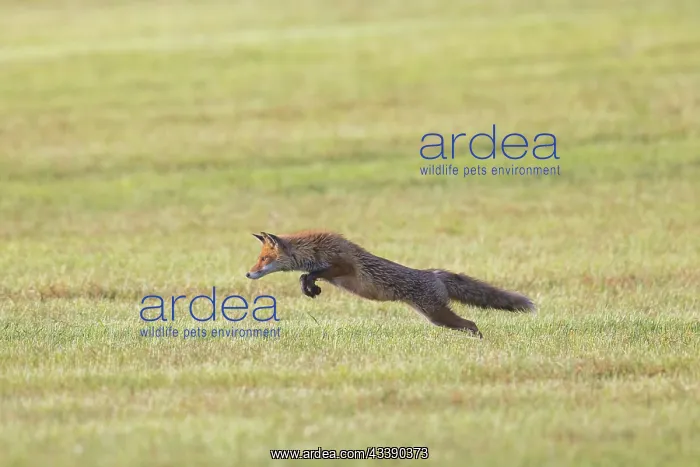 : Red Fox hunting : Red Fox hunting