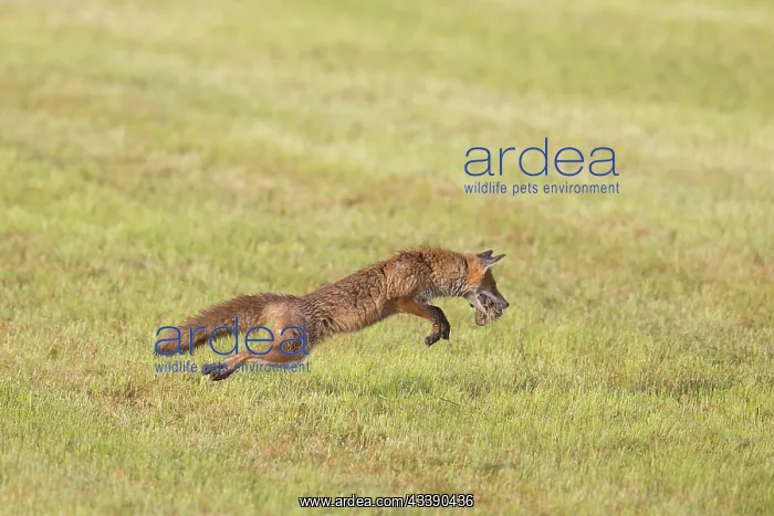 : Red Fox hunting : Red Fox hunting