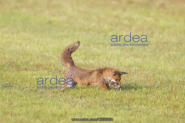 : Red Fox hunting : Red Fox hunting