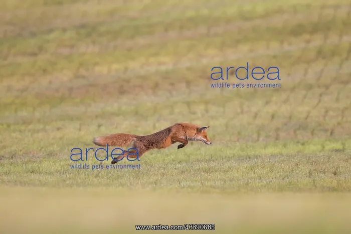 : Red Fox hunting : Red Fox hunting