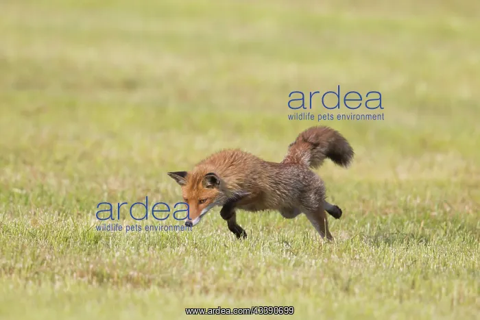 : Red Fox hunting : Red Fox hunting