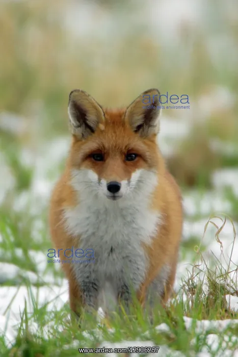: Red Fox - Hunting in field in winter : Red Fox - Hunting in field in winter