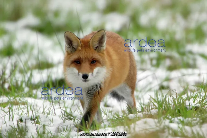 : Red Fox - Hunting in field in winter : Red Fox - Hunting in field in winter