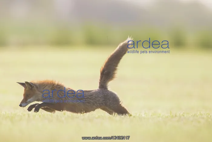 : Red Fox - hunting fox in a meadow - Germany : Red Fox - hunting fox in a meadow - Germany