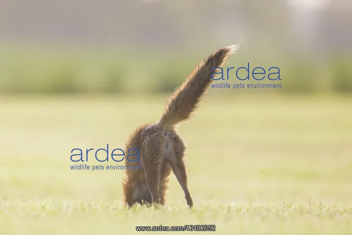 : Red Fox - hunting fox in a meadow - Germany : Red Fox - hunting fox in a meadow - Germany