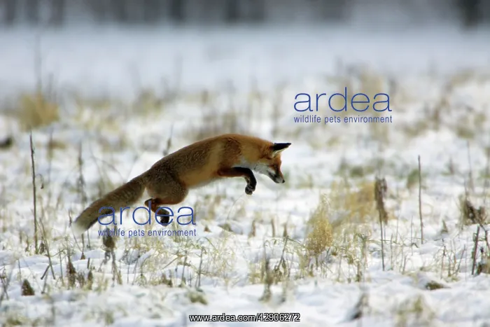 : Red Fox - Hunting for mice, in winter : Red Fox - Hunting for mice, in winter