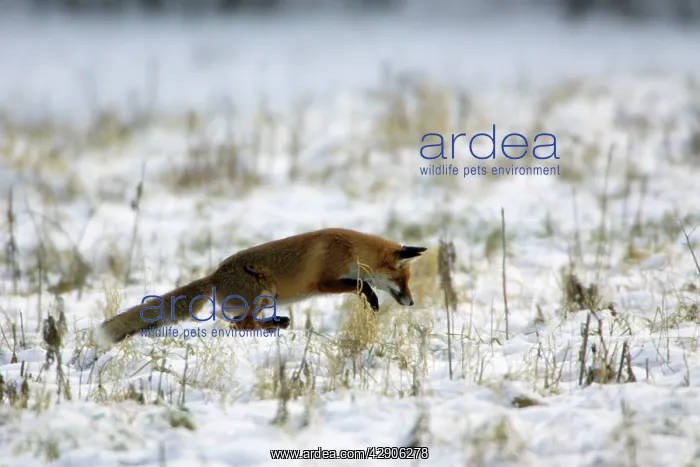 : Red Fox - Hunting for mice, in winter : Red Fox - Hunting for mice, in winter