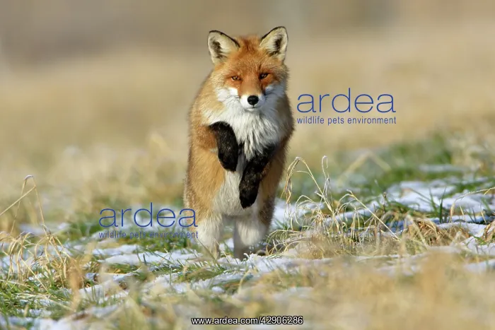 : Red Fox-Hunting after mice, in winter : Red Fox-Hunting after mice, in winter