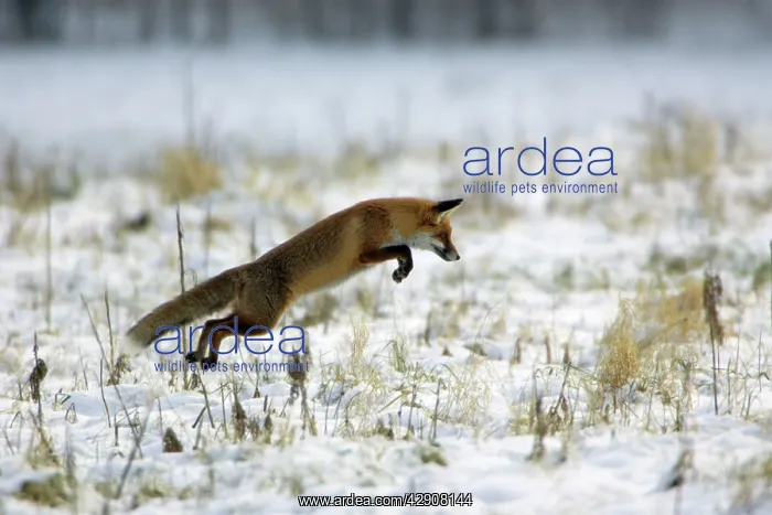 : Red Fox - Hunting for mice, in winter : Red Fox - Hunting for mice, in winter