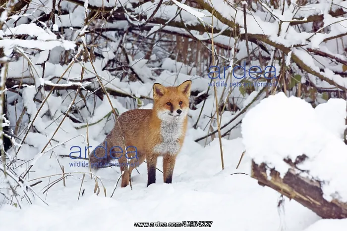 : Red Fox hunting for prey in snow during winter : Red Fox hunting for prey in snow during winter
