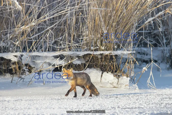 : Red Fox ice : Red Fox ice