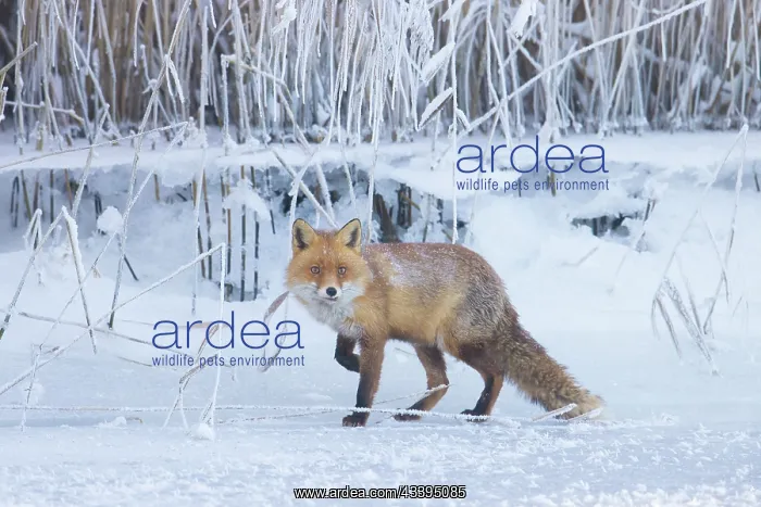: Red Fox ice : Red Fox ice