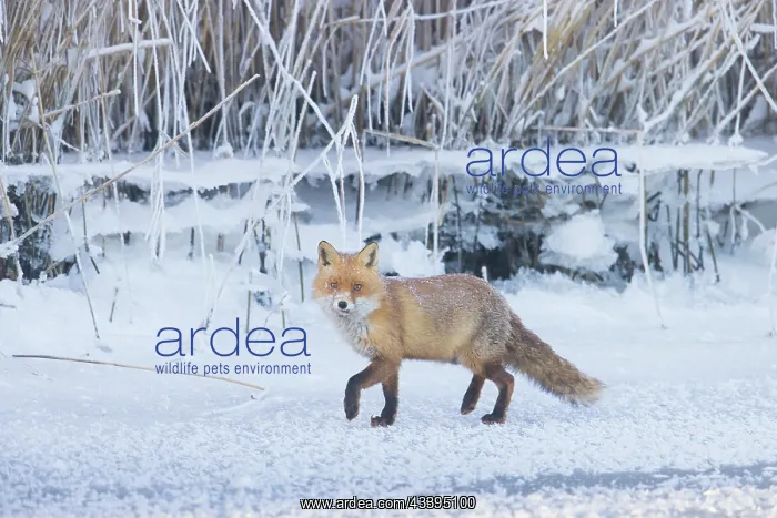 : Red Fox ice : Red Fox ice