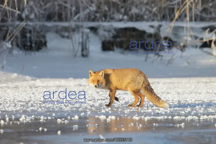 : Red Fox ice : Red Fox ice